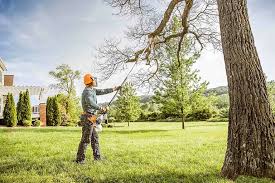 How Our Tree Care Process Works  in  Summerfield, NC